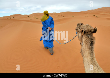 dromedary, one-humped camel (Camelus dromedarius), berber in traditional clothing heading a dromedary, Morocco, Erg Chebbi, Sahara Stock Photo