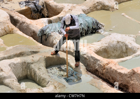 man watering leather in troughs of tanners' and dyers' quarter chouwara, Morocco, Fes Stock Photo