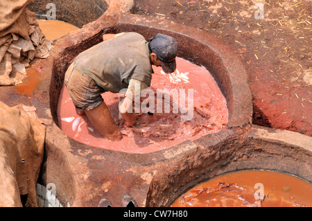 man watering leather in troughs of tanners' and dyers' quarter chouwara, Morocco, Fes Stock Photo