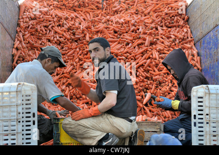 men packing carots from truck into boxes, Morocco, Inezgane Stock Photo