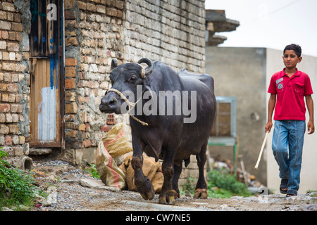 Livestock, Said Pur Village, Islamabad, Pakistan Stock Photo