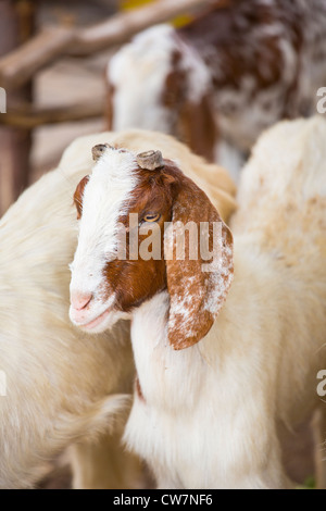 Goat in Said Pur Village during Eid, Islamabad, Pakistan Stock Photo