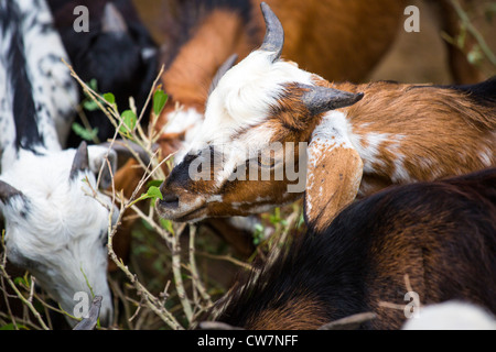 Goat in Said Pur Village, Islamabad, Pakistan Stock Photo