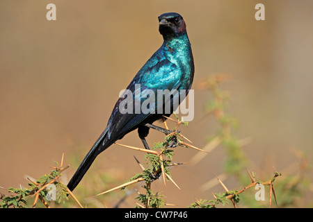 Burchell's starling (Lamprotornis australis) sitting on a branch, South Africa Stock Photo