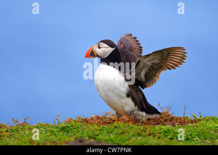 Puffin with wings stretched ready for flight Stock Photo