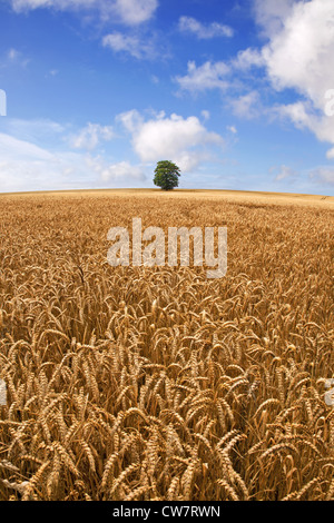 A lone oak tree stands on the horizon in the middle of a wheat field on a bright summers day. Stock Photo