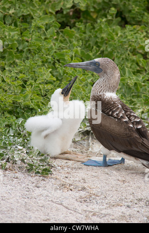 Ecuador, Galapagos, Lobos Island. Nesting Blue-footed Booby (WILD: Sula nebouxii excisa) with large fuzzy chick. Stock Photo