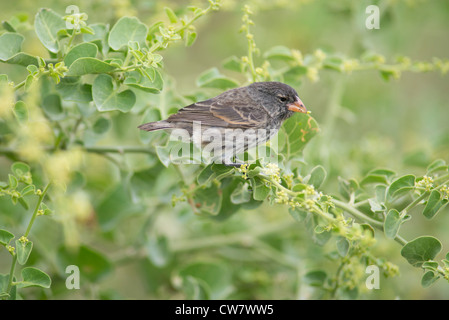 Ecuador, Galapagos, Lobos Island. Medium Ground Finch in tree (Geospiza fortis). Stock Photo