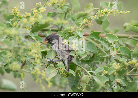 Ecuador, Galapagos, Lobos Island. Medium Ground Finch in tree (Geospiza fortis) Stock Photo