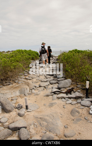 Ecuador, Galapagos, Espanola, Punta Suarez. Island tourists on rocky path with marine iguana on trail. Stock Photo