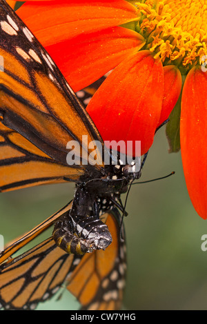 Detail of mating Monarch butterflies Stock Photo
