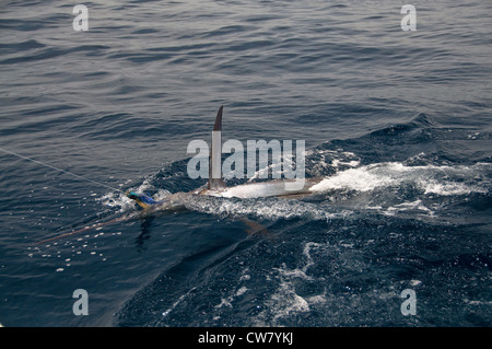 A 300 pound black marlin was fooled by the blue/green, skirted-rubber trolling plug in the Pacific Ocean. Stock Photo
