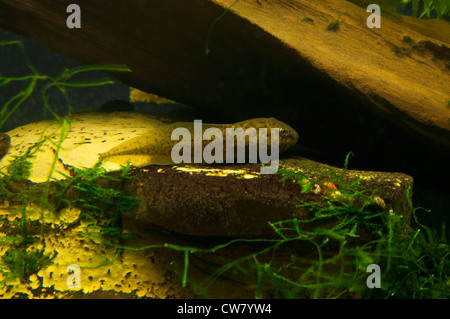 An American Bullfrog tadpole Stock Photo