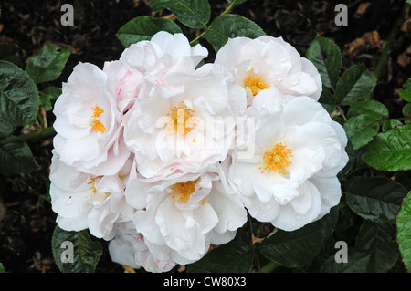 Rosa Pearl Drift Stock Photo