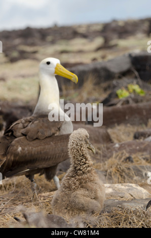 Ecuador, Galapagos, Espanola Island (aka Hood), Punta Suarez. Endemic Waved albatross (Wild: Phoebastria irrorata). Stock Photo