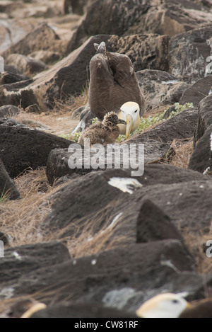 Ecuador, Galapagos, Espanola Island (aka Hood), Punta Suarez. Endemic Waved albatross (Wild: Phoebastria irrorata). Stock Photo