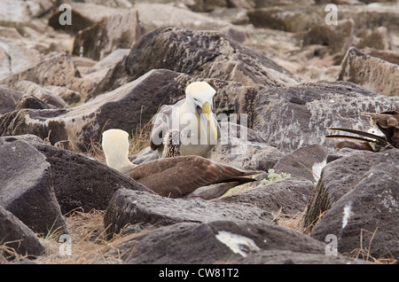 Ecuador, Galapagos, Espanola Island (aka Hood), Punta Suarez. Endemic Waved albatross (Wild: Phoebastria irrorata). Stock Photo