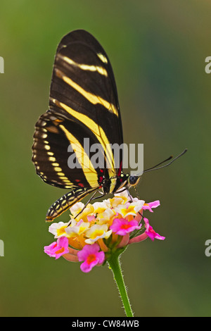A Zebra Longwing butterfly feeding Stock Photo