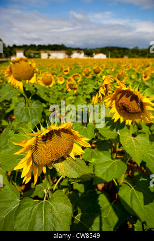 A Sunflower field in Carcassonne, Southern France Stock Photo