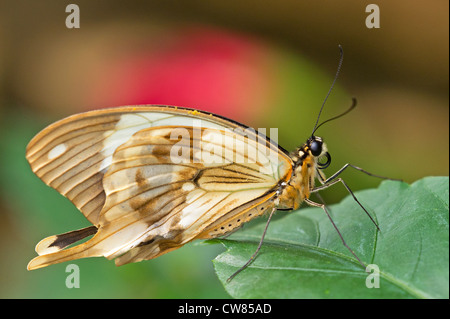An African Swallowtail at rest Stock Photo
