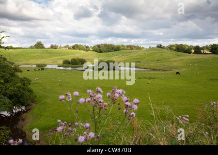 Looking north from the Shropshire Union canal across agricultural fields towards Nantwich Stock Photo