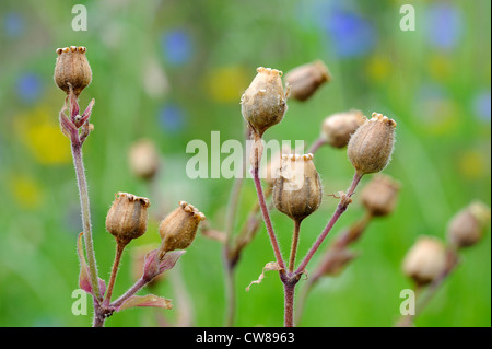Seed heads of red campion,silene dioica, Norfolk, UK, July Stock Photo
