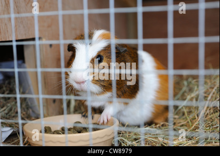 Pet guinea pig in cage with front paws on food bowl Stock Photo