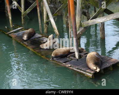 California sea lion bulls (Zalophus californianus)  hauled out on an abandoned wharf in Newport, Oregon. Stock Photo