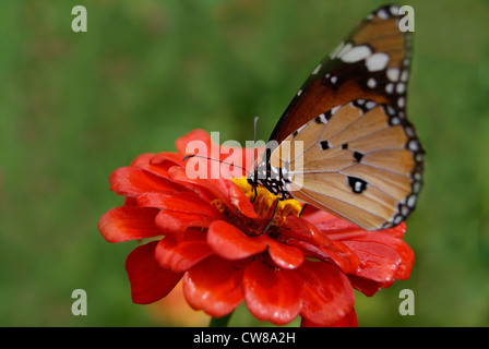 Striped Tiger Butterfly on red Dahlia flower Stock Photo