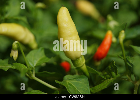 chili pepper grown on Plant ( Capsicum annuum ) at India Stock Photo