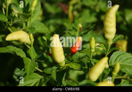 chillies on Plant ( Ornamental pepper chilly Plant or Capsicum annuum Plants) at Chili Pepper field Kerala India Stock Photo