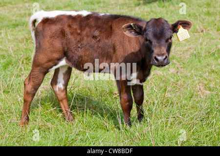 Gloucester (Bos taurus). Calf. Mahogany colour form and showing the typical markings of the breed. Stock Photo