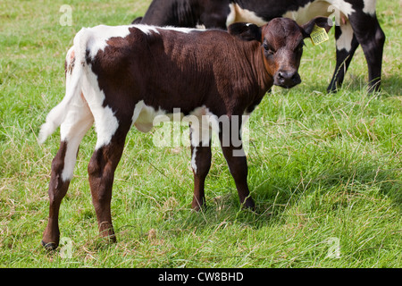 Gloucester (Bos taurus). Calf. Mahogany colour form and showing the typical markings of the breed. Stock Photo
