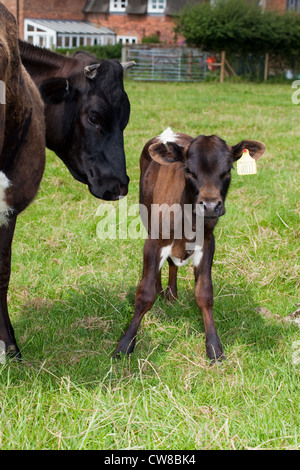 Gloucester Cattle (Bos taurus). Cow and calf. Rare breed. Stock Photo