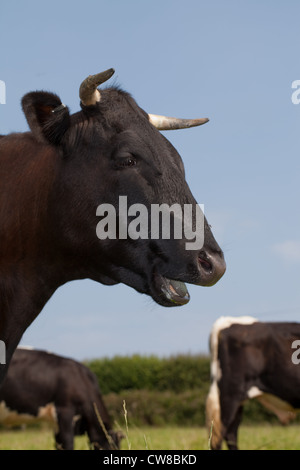 Gloucester Cattle (Bos taurus). Cow portrait. Chewing cud. Stock Photo