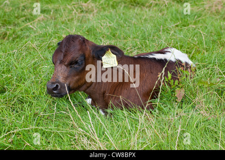 Gloucester Cattle (Bos taurus). Calf. Just born in the field and already identification ear tagged by stockman. Stock Photo