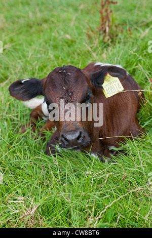 Gloucester Calf (Bos taurus). Recently born in pasture field. Much pestered by flies. Norfolk. August. Summer. Stock Photo