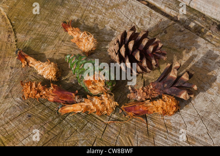 Scots Pine Cones (Pinus sylvestris). Collected Cones of different ages. Gnawed by Grey Squirrels (Sciurus carolensis). Norfolk. Stock Photo