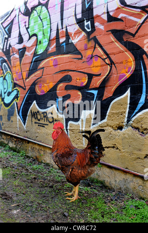 Rhode Island Red rooster with graffiti Stock Photo