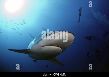 Silvertip shark Carcharhinus albimarginatus close-up in the Beqa lagoon, Fiji, South pacific Stock Photo