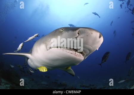 Sicklefin Lemon shark (Negaprion acutidens) in the Beqa lagoon, Fiji Stock Photo