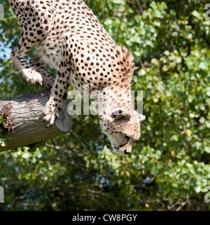 Male cheetah jumping from tree Stock Photo