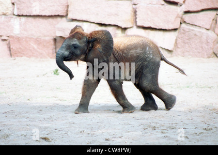 Berlin, young elephant in zoo Stock Photo