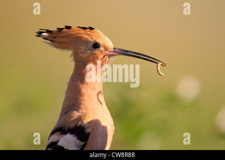 Common Hoopoe (Upupa epops) with prey on beak. Lleida. Catalonia. Spain. Stock Photo