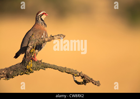 Red-legged Partridge (Alectoris rufa) perched on branch. Lleida. Catalonia. Spain. Stock Photo