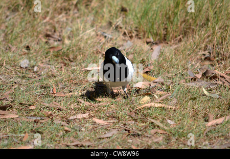 The Pied Butcherbird (Cracticus nigrogularis) is a medium-sized songbird native to Australia. Stock Photo