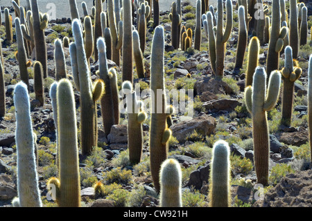 Touring the high altitude Altiplano of the Andes mountains in Bolivia, South America. Cactus plants on island, Salaar de Uyuni Stock Photo