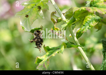 Carcass remains of hanging empty exoskeleton of a bumble bee that has been caught and eaten by common garden spider Stock Photo