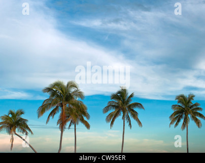 Tall palm trees against beautiful blue tropical sky. Stock Photo