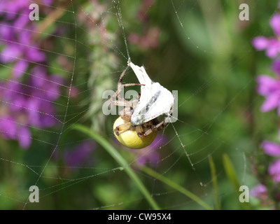 four-spot orb-weaver wrap a butterfly / Araneus quadratus / Vierfleckkreuzspinne wickelt Schmetterling ein Stock Photo